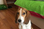 比格犬（忠诚可爱的伴侣，比格犬的优缺点与常见疾病）