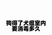 犬瘟危险期的持续时间及关键因素（了解犬瘟危险期的重要性和预防措施）