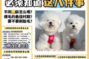 比熊犬必须定期驱虫，否则将面临6个恶果（保护你的比熊犬免受驱虫带来的潜在健康风险）