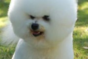 拯救你的比熊犬（让你的比熊犬重新恢复白色的秘诀，）