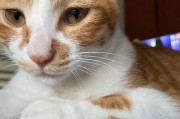 猫的胡子（了解猫胡子生长周期的关键要素及影响因素）