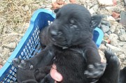 公马犬与配种（以公马犬为主题，探讨其与配种相关的重要性及方法）