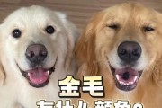 金毛犬皮肤颜色选择的最佳方案（从外观到健康，了解金毛犬最适合的皮肤颜色）