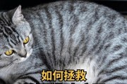 除了猫粮，你的猫咪还需要吃什么来补充营养？（探索更均衡的猫咪营养补充方式）