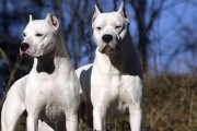 如何保障杜高幼犬的安全？有哪些注意事项？