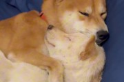 性别如何影响狗狗的性格？（选择养狗时，雌性狗狗是否更适合？）