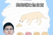 狗狗频繁呕吐的解决方法（药物治疗和日常调理的关键措施）