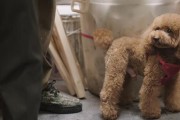 狗狗生产挫水全面解析