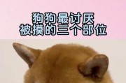 小心！这些狗狗的敏感部位不能随便摸！（狗狗的某些部位需小心照顾，避免摸触过度）