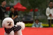 比熊犬为何喜欢吃草？（探究比熊犬食草的原因及其影响）