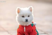 狗为何怕鸡？（探究狗对鸡产生恐惧的原因）