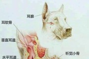 小狗耳朵的作用与意义（探索小狗耳朵的奥秘，一窥其功能与特点）