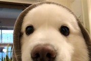 狗狗生完可以吃的水果有哪些？（为你的狗狗提供营养丰富的水果，促进康复和健康）