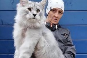 选择一种聪明又容易养的便宜猫咪（寻找最合适你的伴侣，从价格到智商无忧）