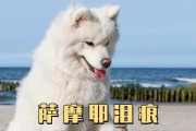 消除萨摩耶泪痕，恢复颜值的5个有效方法（让你的萨摩耶恢复美丽笑容，告别泪痕问题）