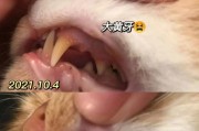 猫咪牙齿保健之道（了解猫咪牙齿的生长和护理，）