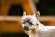 如何保持冠毛犬狗狗口腔清洁健康（如何保持冠毛犬狗狗口腔清洁健康）