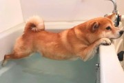 狗狗烫到多久可以洗澡？（探究适宜洗澡时间与注意事项）