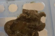 小猫血便的症状与处理方法（了解血便的原因，保护小猫的健康）