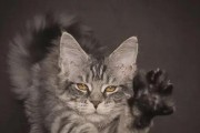 以缅因猫为主题的猫体型大（揭秘缅因猫的巨大身躯与迷人魅力）