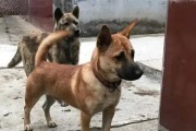探究犬脚最长的品种及其特点（揭秘犬脚最长的品种）