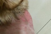 新手面对狗狗来姨妈不知所措？这7点帮你应对！（面对狗狗来姨妈时的不确定感？这些方法让你无压力！）