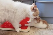 揭秘猫咪喜欢舔的部位——舌尖上的真爱（猫咪为什么钟爱舔毛？）