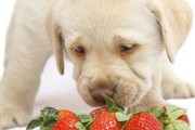 刚生完孩子的狗可以吃哪些水果？（了解适合刚生完孩子的狗吃的水果种类，保持它们的健康与快乐。）