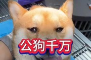 为什么要给狗绝育手术？（探讨狗绝育手术的必要性和好处）