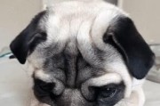 为什么狗生病会躲起来？（探究狗生病时躲藏的原因及行为特征）