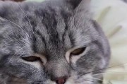 小孩猫过敏的症状及应对方法（小孩猫过敏的表现与保护措施）