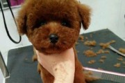 母狗产仔后应该打什么针？（科学保健助幼犬健康成长）