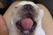 法国斗牛犬呕吐的原因及处理方法（法国斗牛犬吐黄水怎么办？）