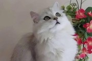小猫的饮食与药物需求（探索小猫饮食和药物的需求，帮助您更好地照料它们的健康。）
