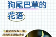 揭开狗狗尾巴代表的秘密（从颜色到性格，狗狗尾巴告诉你什么？）