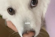 狗狗胡子的神奇之处（探索狗狗胡子的作用和功能）