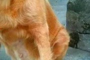 母犬怀孕到生产的全过程及照顾方法（母犬怀孕周期、变化和产前产后护理）