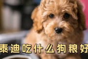 泰迪小时候的饮食习惯（了解泰迪狗狗的健康成长之道）