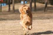 如何训练你的宠物狗乖巧听话（以宠物为主，15个要点教你轻松训练）