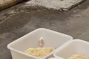 熊猫仓鼠的饲养方法（如何让你的熊猫仓鼠健康成长）