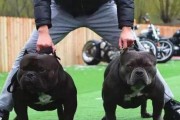 如何喂养美国恶霸犬长肌肉（以宠物为主，合理饮食促进健康成长）