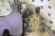 猫的胡须（揭秘猫胡须的奇妙功能和应用领域）