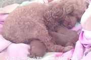 小泰迪睁眼的时间——揭开幼犬成长的神秘面纱（探寻幼小泰迪睁眼的时机与原因，助您更好地照顾爱宠成长）