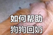 母狗生下小狗后多久可以洗澡？（了解适宜给新生小狗洗澡的时间和方法）
