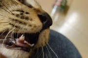 猫咪换牙的常见症状及处理方法（猫咪换牙带来的麻烦和解决之道）