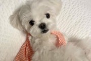 主题：如何给马尔济斯犬吃药