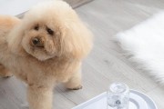 《关于8个月宝宝玩具泰迪的注意事项》（选择、安全、发展，为宝宝提供全面关怀）
