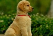 如何选择最佳时间训练你的金毛犬（金毛犬训练的关键时期和技巧）