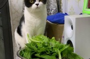 猫与美食的奇妙组合（以有猫的菜，体验美食与宠物的双重满足）