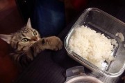 为什么猫不喜欢吃米饭？（探究猫咪对米饭的偏好与适口性）